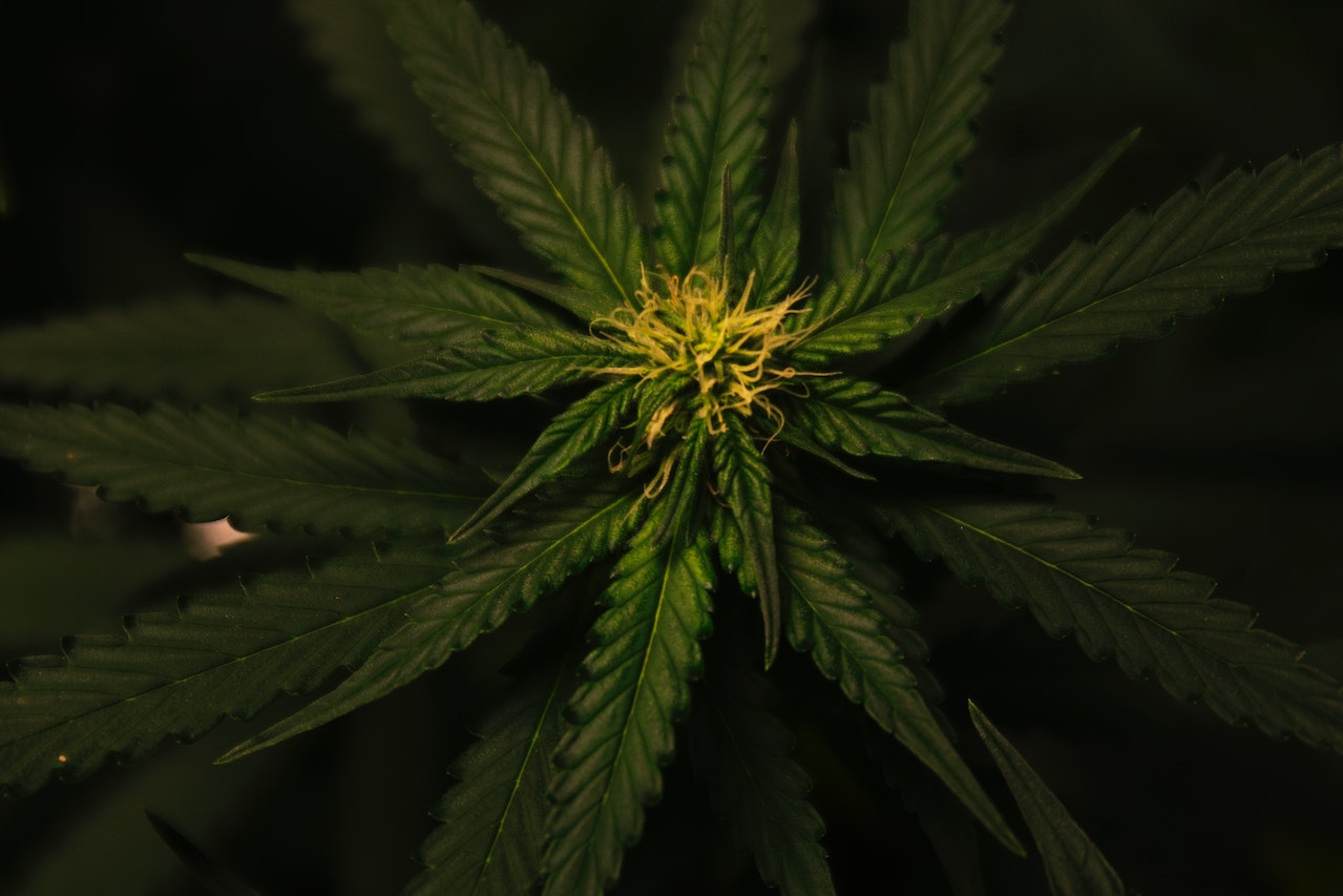 Cannabis autofiorente: consigli per massimizzare la resa del raccolto