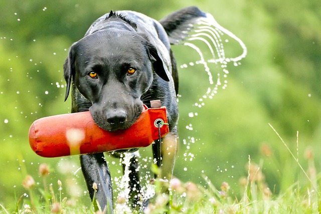 Goditi il tuo allenamento all’aria aperta con il tuo fedele amico a quattro zampe: lo sport con il cane!